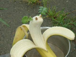 Banana snake shedding its skin.