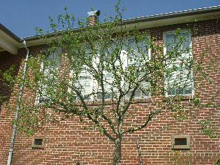 Rose of Sharon as of June 15, 2008