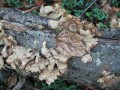 Oak log shelf fungus