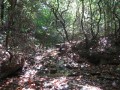 Golden Valley leaf littered stream