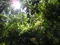 Looking up through forest canopy