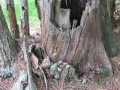 Hollowed stump