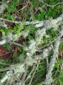 Lichen on branches