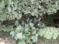 Plates of lichen