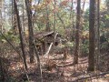 Old shack of the woods