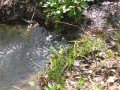 Flowing stream in Shingle Hollow