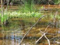 Pond growth in Shingle Hollow