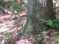Oak with pine litter