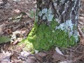 Moss and lichen - green and gray